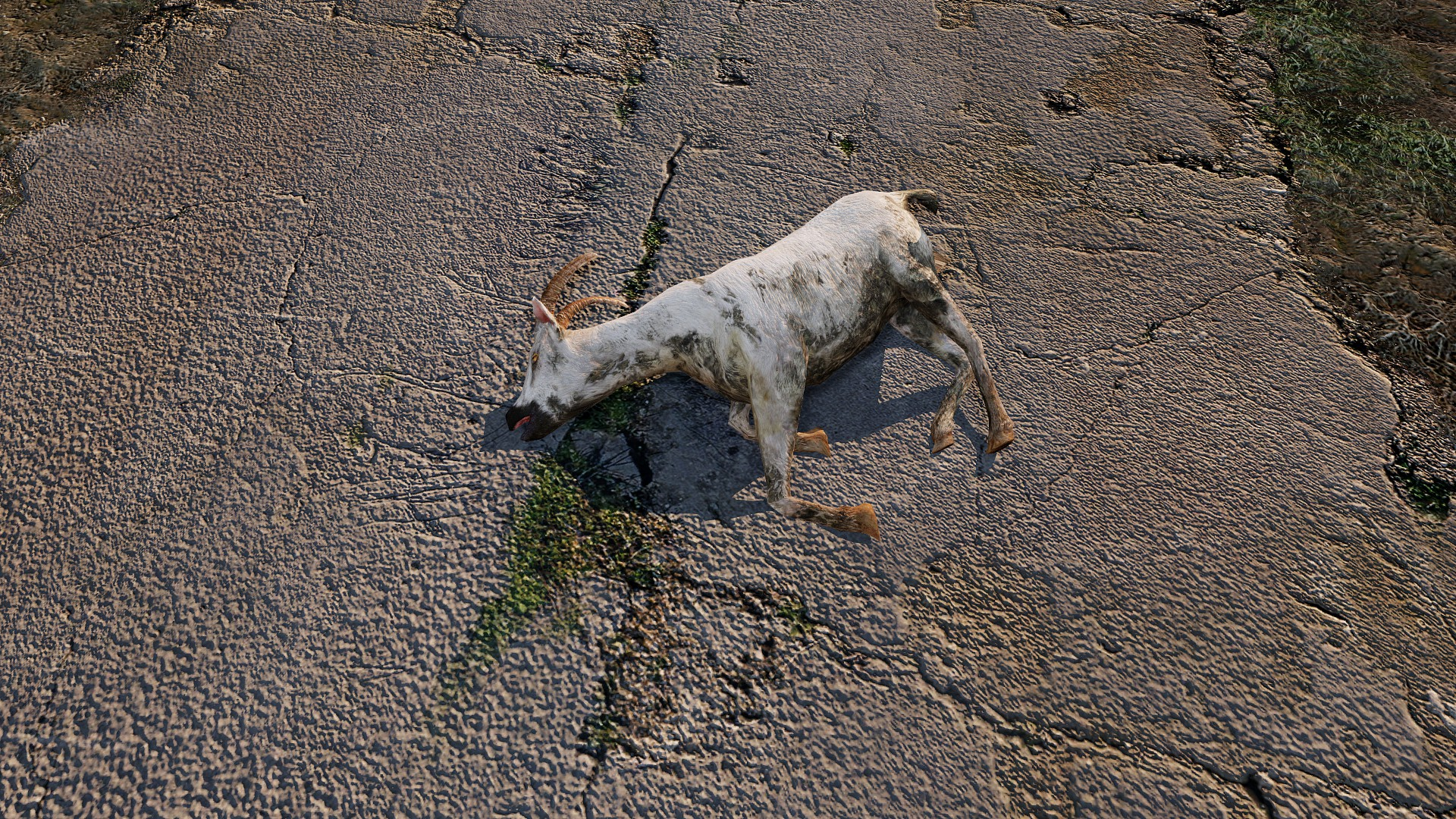 The Prized Goat